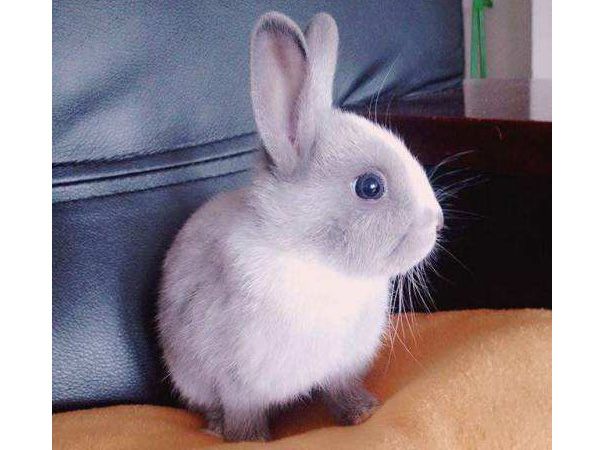 侏儒兔