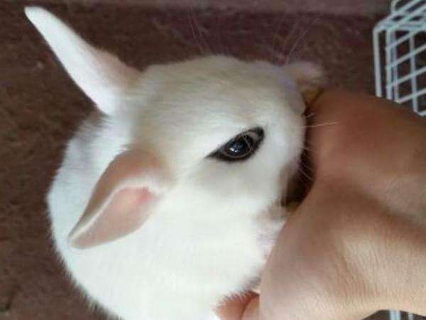 侏儒海棠兔