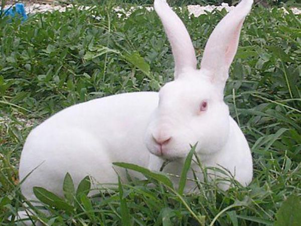 獭兔