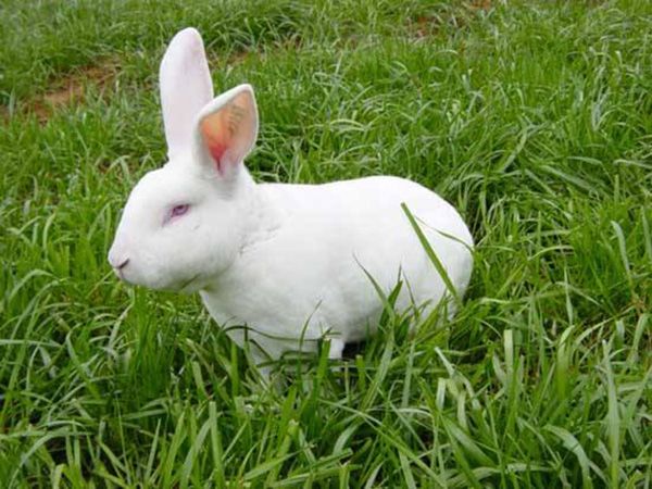 兔子各个阶段的防疫方法有哪些呢？ 
