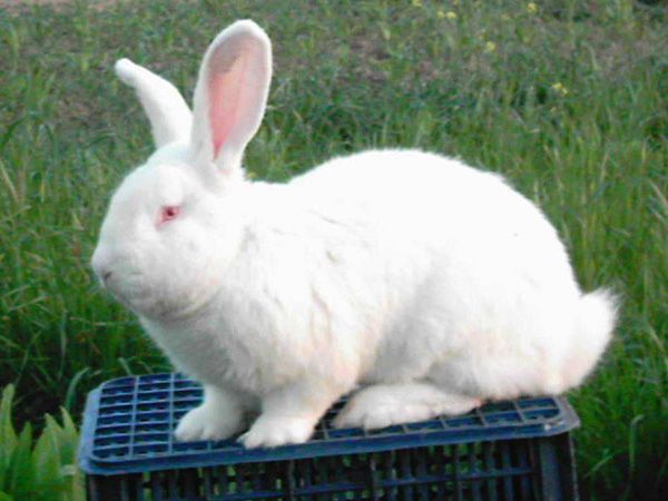兔子养殖技术的营养要求