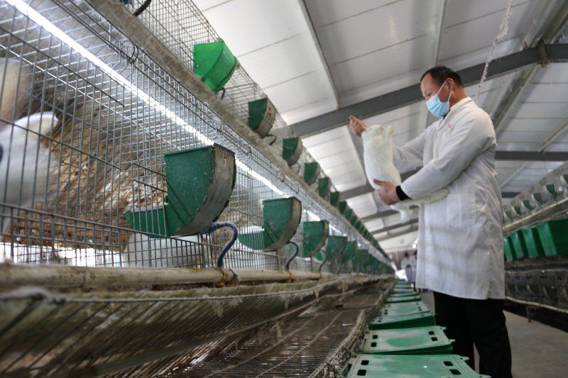 小兔子大产业“肉兔大王”高中民科学养殖致富记