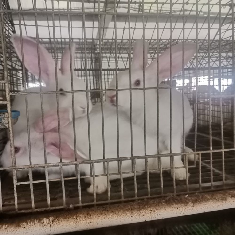 菏泽市地利牧业科技有限公司养殖兔子，生产兔皮大衣，还有兔肉食品一体化企业，欢迎大家来场考察